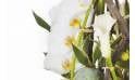 Fleurs en Deuil | image d'un calla et d'orchidées de la Composition deuil blanche & verte "L'Instant"