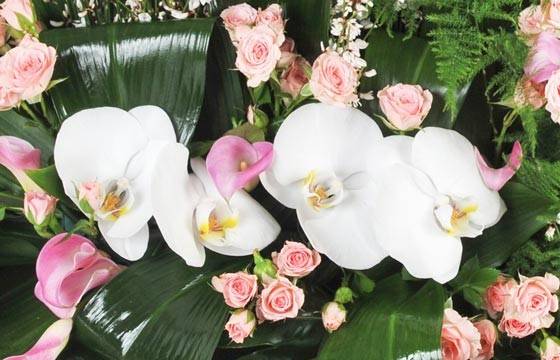 Fleurs en Deuil | zoom sur des fleuron d'orchidée