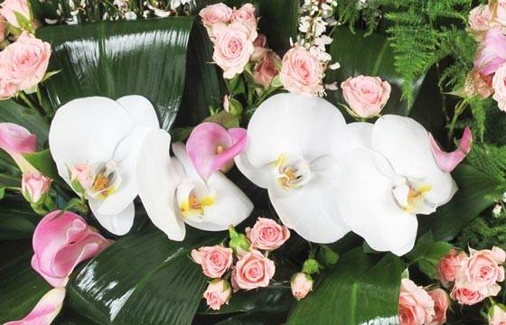 Fleurs en Deuil | zoom sur des fleuron d'orchidée Fleurs en Deuil | zoom sur des fleuron d'orchidée