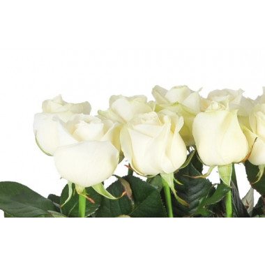 Fleurs en Deuil | zoom sur des roses blanches