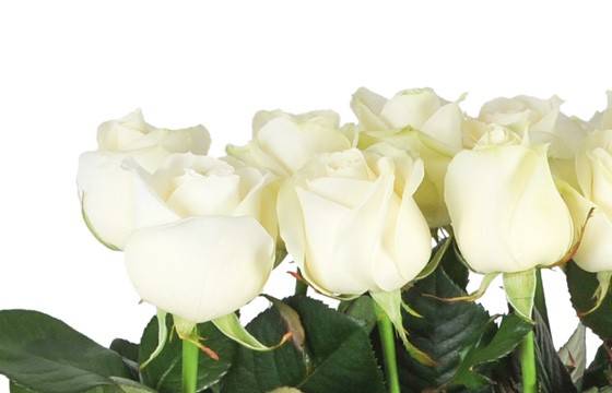 Fleurs en Deuil | zoom sur des roses blanches