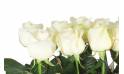 Fleurs en Deuil | zoom sur des roses blanches