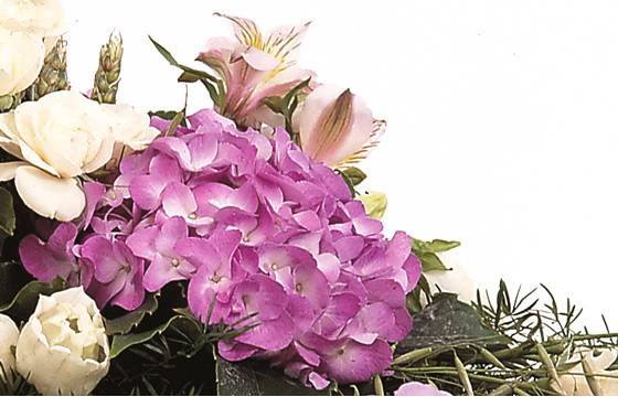 Fleurs en Deuil | vue sur un hortensia parme de la raquette de fleurs Affection Fleurs en Deuil | vue sur un hortensia parme de la raquette de fleurs Affection