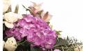 Fleurs en Deuil | vue sur un hortensia parme de la raquette de fleurs Affection