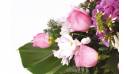 Fleurs en Deuil | zoom sur des roses roses de la Raquette de fleurs de deuil "Memory"