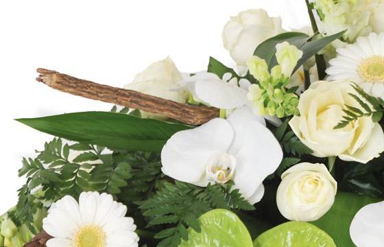 Fleurs en Deuil | zoom sur un fleuron d'orchidée phalaenopsis blanc Fleurs en Deuil | zoom sur un fleuron d'orchidée phalaenopsis blanc
