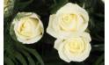 Fleurs en Deuil | vue sur trois roses blanches de la Raquette de roses blanches "L'Ange Gardien"