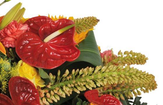 Fleurs en Deuil | vue sur un anthurium rouge de la Raquette rouge & orange "L'Eclipse" Fleurs en Deuil | vue sur un anthurium rouge de la Raquette rouge & orange "L'Eclipse"