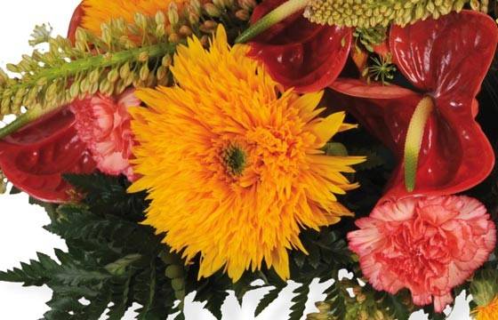 Fleurs en Deuil | Vue sur un double gerberas orange de la Raquette rouge & orange "L'Eclipse"