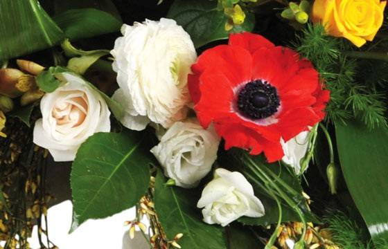 Fleurs en Deuil | image de renoncules et anémones de la Raquettes fleurs colorées de deuil "Comète" Fleurs en Deuil | image de renoncules et anémones de la Raquettes fleurs colorées de deuil "Comète"