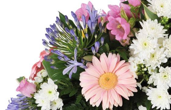 Fleurs en Deuil | vue sur un gerberas rose et une agapanthes mauve de la Raquette de deuil tricolore "L'Aurore" Fleurs en Deuil | vue sur un gerberas rose et une agapanthes mauve de la Raquette de deuil tricolore "L'Aurore"