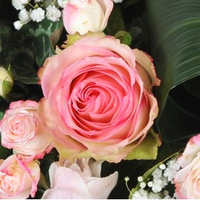Fleurs en Deuil | mosaïque : vue sur une magnifique rose rose de la couronne Infinie Tendresse