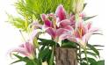 Fleurs en Deuil | vue sur les lys roses de la Coupe de plantes vertes & fleuries "Symphonie"