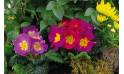 Fleurs en Deuil | macro sur les primevères de la Coupe de plantes vertes & fleuries "Symphonie"