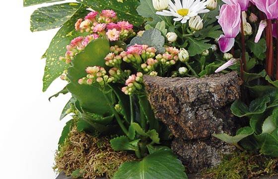 Fleurs en Deuil | vue sur le bas de la coupe de plantes Infini Fleurs en Deuil | vue sur le bas de la coupe de plantes Infini