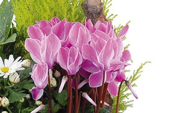 Fleurs en Deuil | vue sur de magnifiques cyclamen fuchisia de la coupe de plante infini Fleurs en Deuil | vue sur de magnifiques cyclamen fuchisia de la coupe de plante infini