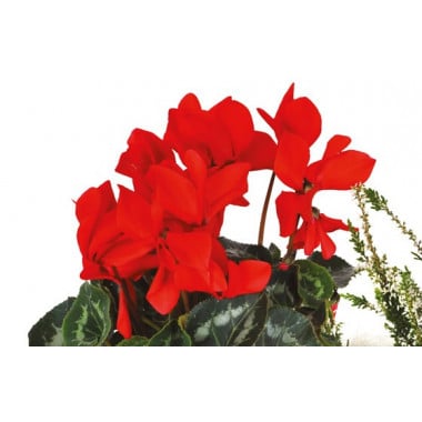 Fleurs en Deuil | vue sur des cyclamen rouge de la Composition plantes rouges "Etincelle"