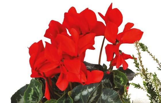 Fleurs en Deuil | vue sur des cyclamen rouge de la Composition plantes rouges "Etincelle" Fleurs en Deuil | vue sur des cyclamen rouge de la Composition plantes rouges "Etincelle"
