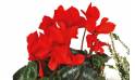 Fleurs en Deuil | vue sur des cyclamen rouge de la Composition plantes rouges "Etincelle"