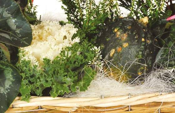 Fleurs en Deuil | vue sur les décorations de la Composition plantes rouges "Etincelle" Fleurs en Deuil | vue sur les décorations de la Composition plantes rouges "Etincelle"