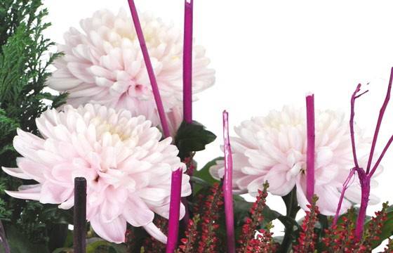 Fleurs en Deuil | vue sur des chrysanthèmes roses Fleurs en Deuil | vue sur des chrysanthèmes roses