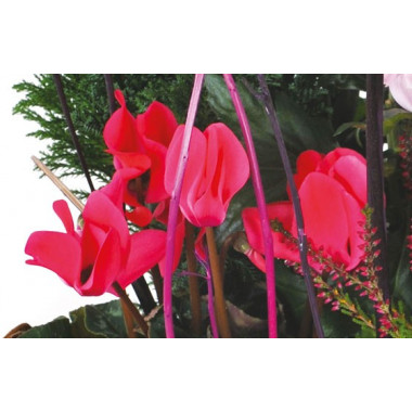 Fleurs en Deuil | vue sur des cyclamens rouge