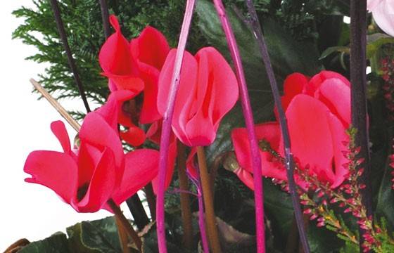 Fleurs en Deuil | vue sur des cyclamens rouge