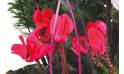 Fleurs en Deuil | vue sur des cyclamens rouge