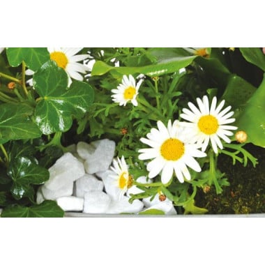 Fleurs en Deuil | vue sur les anthémis blancs de la jardinière de plantes roses & blanches Calypso