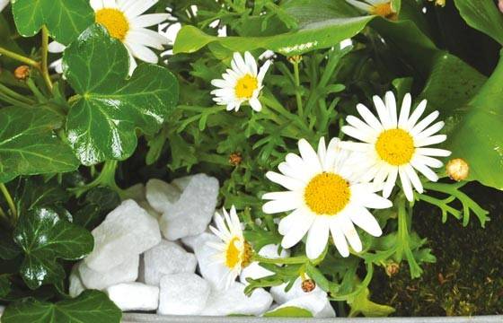 Fleurs en Deuil | vue sur les anthémis blancs de la jardinière de plantes roses & blanches Calypso
