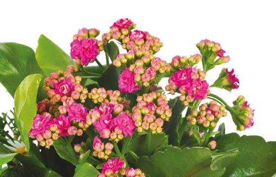Fleurs en Deuil | vue sur le kalanchoé rose de la jardinière de plantes roses & blanches Calypso Fleurs en Deuil | vue sur le kalanchoé rose de la jardinière de plantes roses & blanches Calypso