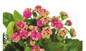 Fleurs en Deuil | vue sur le kalanchoé rose de la jardinière de plantes roses & blanches Calypso
