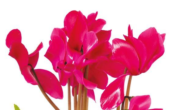 Fleurs en Deuil | vue sur des cyclamens de la Composition de plantes deuil "Voyage Eternel"
