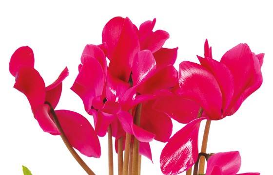 Fleurs en Deuil | vue sur des cyclamens de la Composition de plantes deuil "Voyage Eternel" Fleurs en Deuil | vue sur des cyclamens de la Composition de plantes deuil "Voyage Eternel"