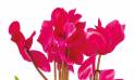 Fleurs en Deuil | vue sur des cyclamens de la Composition de plantes deuil "Voyage Eternel"