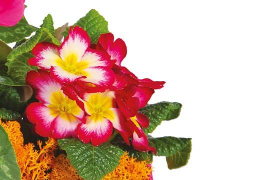 Fleurs en Deuil | vue sur des primevères de la Composition de plantes deuil "Voyage Eternel" Fleurs en Deuil | vue sur des primevères de la Composition de plantes deuil "Voyage Eternel"