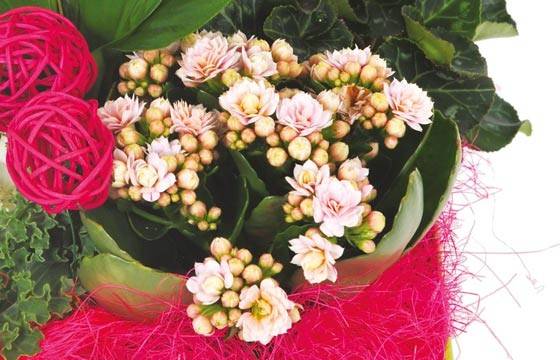 Fleurs en Deuil | vue sur un kalanchoé de la Composition de plantes vertes & Fleuries "Souvenir" Fleurs en Deuil | vue sur un kalanchoé de la Composition de plantes vertes & Fleuries "Souvenir"