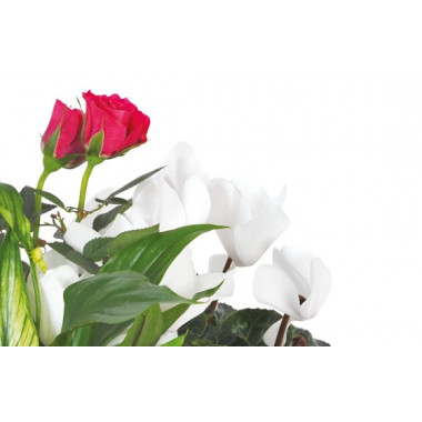 Fleurs en Deuil | vue sur un rosier rouge et un cyclamen blanc de la Composition de plantes vertes & Fleuries "Souvenir"