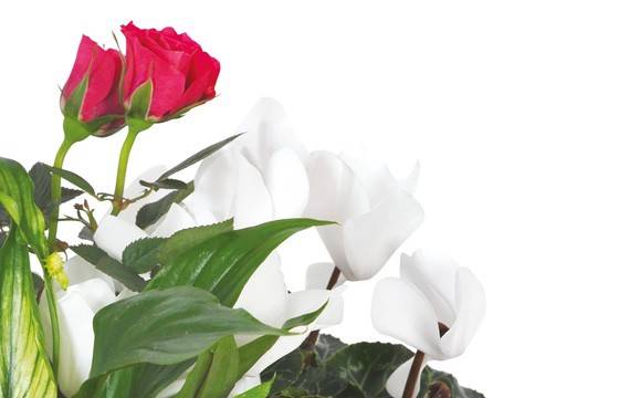 Fleurs en Deuil | vue sur un rosier rouge et un cyclamen blanc de la Composition de plantes vertes & Fleuries "Souvenir"