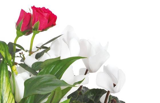 Fleurs en Deuil | vue sur un rosier rouge et un cyclamen blanc de la Composition de plantes vertes & Fleuries "Souvenir" Fleurs en Deuil | vue sur un rosier rouge et un cyclamen blanc de la Composition de plantes vertes & Fleuries "Souvenir"