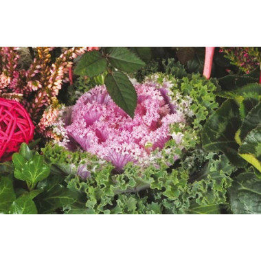 Fleurs en Deuil | vue sur un choux d'ornement de la Composition de plantes deuil "Morphée"