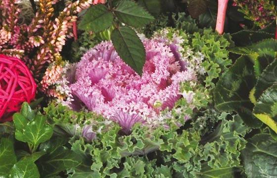 Fleurs en Deuil | vue sur un choux d'ornement de la Composition de plantes deuil "Morphée" Fleurs en Deuil | vue sur un choux d'ornement de la Composition de plantes deuil "Morphée"