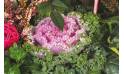 Fleurs en Deuil | vue sur un choux d'ornement de la Composition de plantes deuil "Morphée"