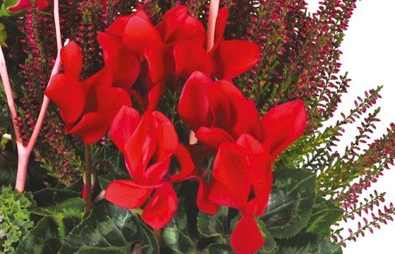 Fleurs en Deuil | vue sur un cyclamen rouge de la Composition de plantes deuil "Morphée" Fleurs en Deuil | vue sur un cyclamen rouge de la Composition de plantes deuil "Morphée"