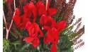 Fleurs en Deuil | vue sur un cyclamen rouge de la Composition de plantes deuil "Morphée"