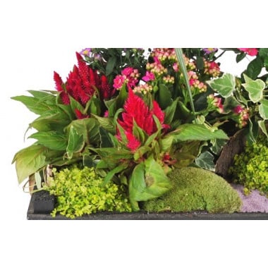 Fleurs en Deuil | vue sur un ensemble floral de la Composition de plantes de deuil Le Jardin d'Olympe