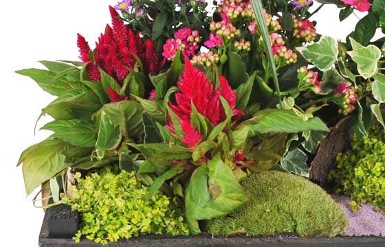 Fleurs en Deuil | vue sur un ensemble floral de la Composition de plantes de deuil Le Jardin d'Olympe Fleurs en Deuil | vue sur un ensemble floral de la Composition de plantes de deuil Le Jardin d'Olympe