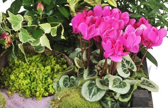 Fleurs en Deuil | vue sur un kalenkoé de la Composition de plantes de deuil Le Jardin d'Olympe Fleurs en Deuil | vue sur un kalenkoé de la Composition de plantes de deuil Le Jardin d'Olympe