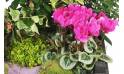 Fleurs en Deuil | vue sur un kalenkoé de la Composition de plantes de deuil Le Jardin d'Olympe