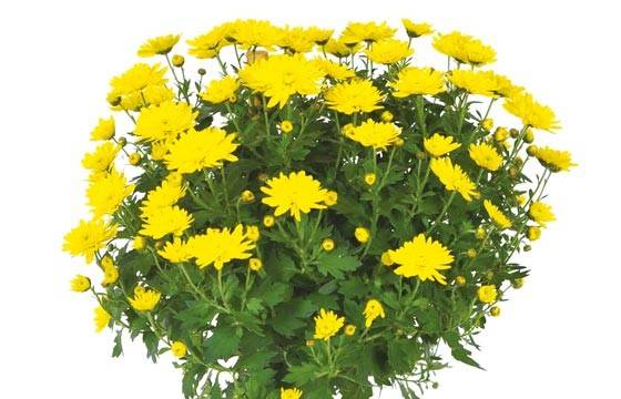 Fleurs en Deuil | vue sur un chrysanthème boule jaune Fleurs en Deuil | vue sur un chrysanthème boule jaune